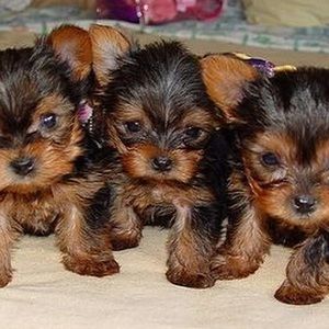 Meet your Posher, Anne carrington